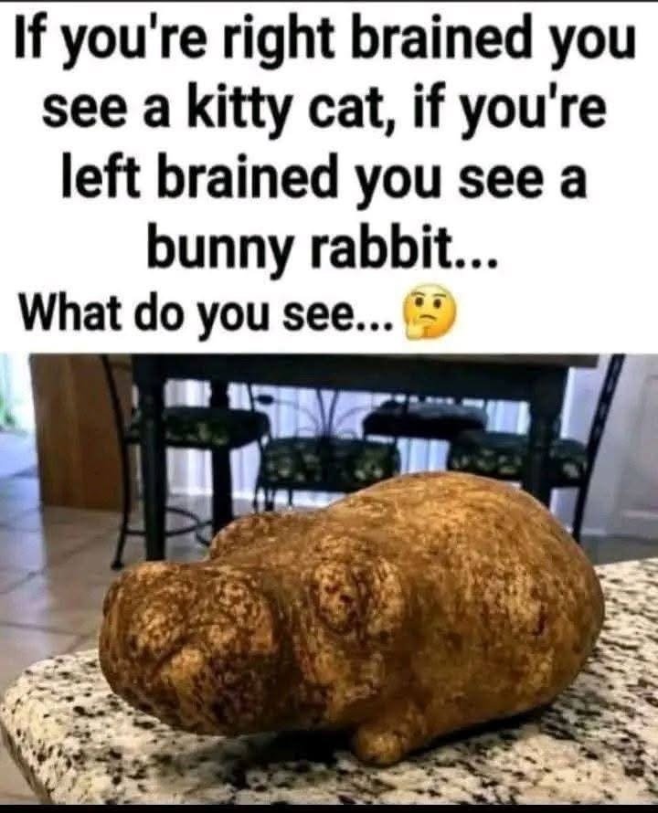 Cat or Rabbit? A Fun Optical Illusion That Will Make You Look Twice